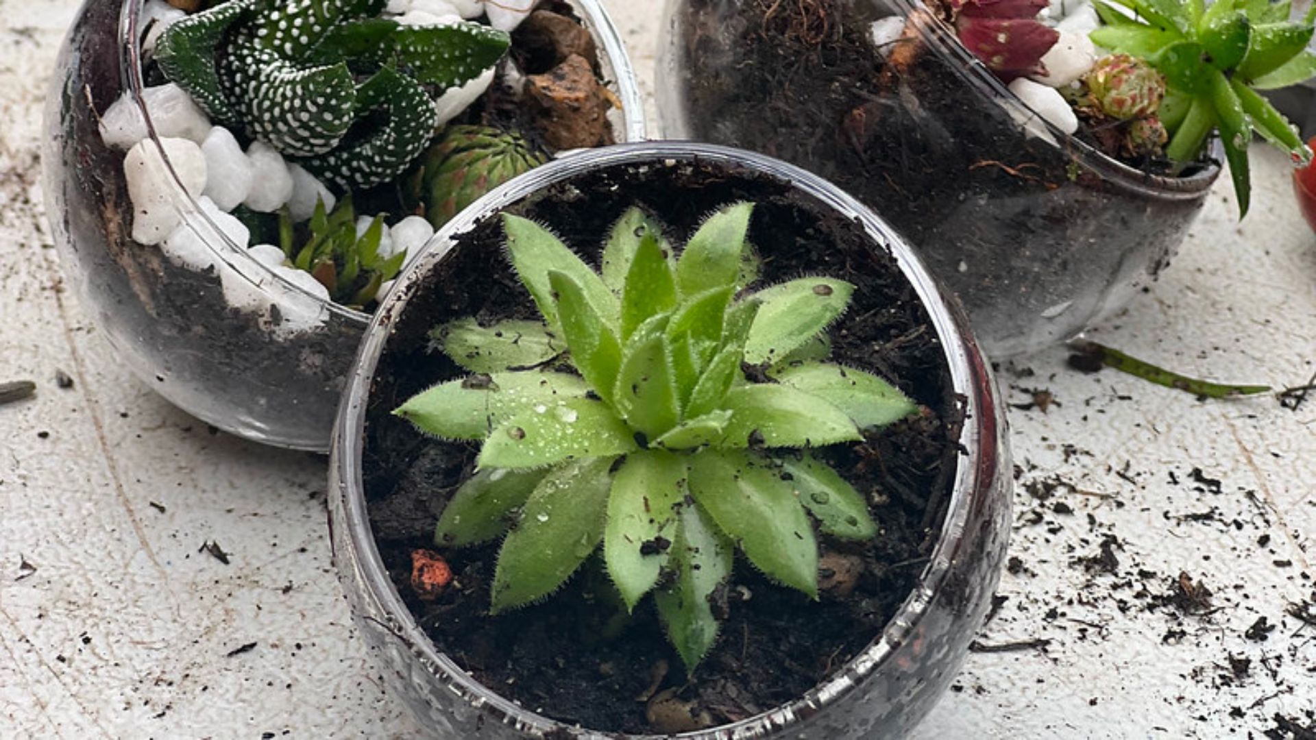 Terrarium making workshop