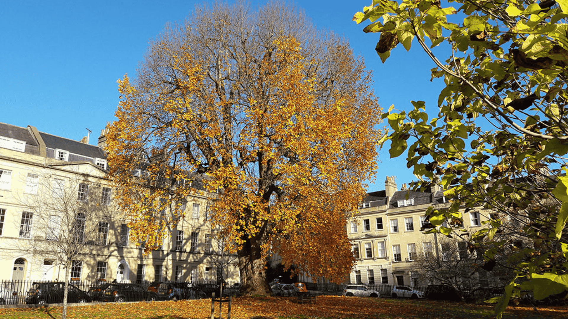 Bath Urban Treescape: Wellbeing Walk