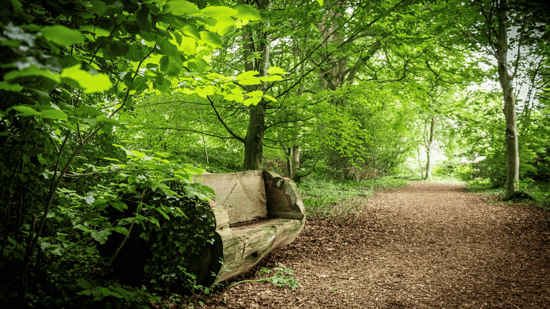 Bath Urban Treescape: Guided Nature Walk