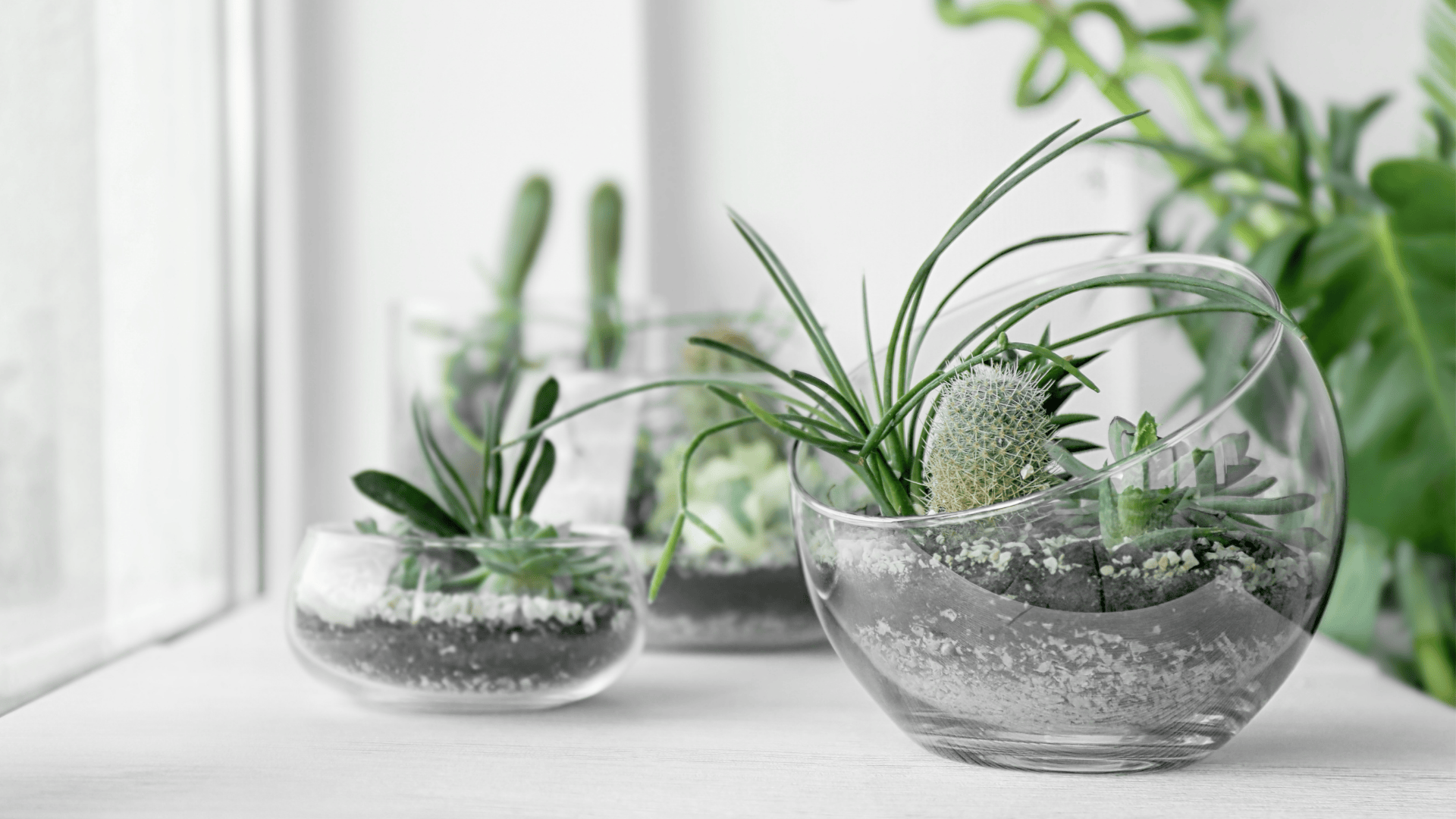 Terrarium Making