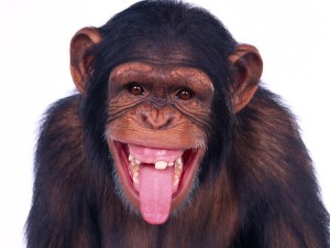 Wonderful_images_of_monkey_smile_1337259376