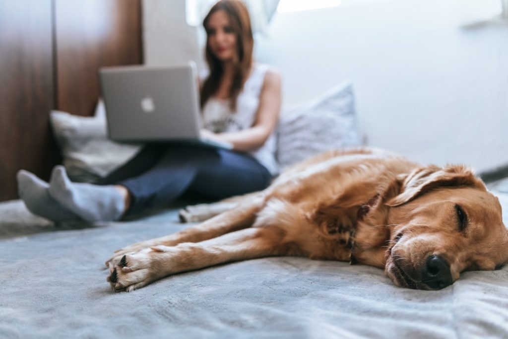 girl with laptop in bed with dog sleeping