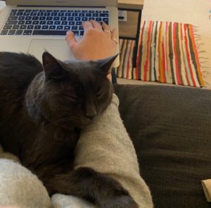 Working from home with a cat and laptop