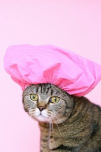 Cat with showercap on head.