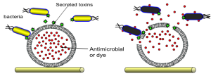 Responsive nanocapsules for detection and treatment of infection