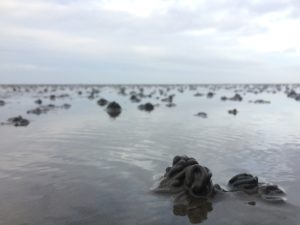 A picture of a watery beach, with sand poking over the water