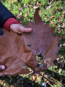 Child holding a copper coloured leaf with a small snail on it