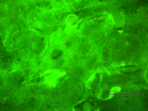 The staining of a cell line of murine myoblasts grown on 3D scaffolds.