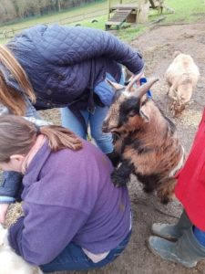 A black and brown-coloured goat standing on the back of a lady.