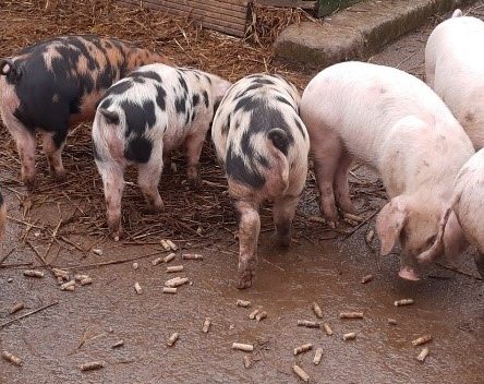 A few pigs with black patches are feeding on pig pellets on the ground.