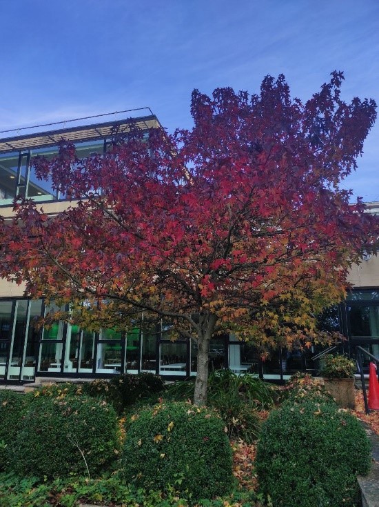 a tree changing colour for autumn outside the claverton rooms