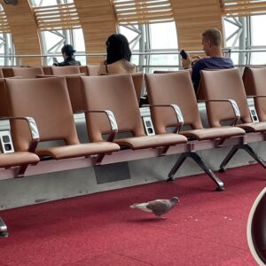 Pigeon inside an airport waiting room eating crumbs