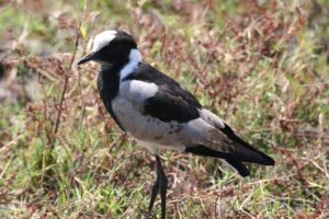 Blacksmith plover mothers fiercely protect their nest from snakes, monitor lizards and warthogs. Credit: Tamas Székely