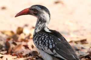 Southern Hornbill