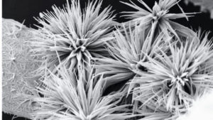 Nanoparticles of cobalt oxide (Co3O4) which look like frozen Aster flowers.