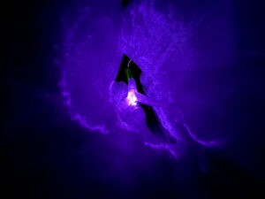 A 3D printed lung structure is illuminated with purple light from an optical fibre, which has been threaded into the airways. 