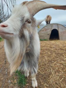 A white and brown goat in the farm is looking at the adopter behind the camera. 