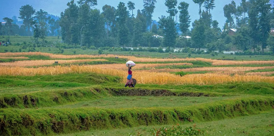 A Rwandan woman carrys a large sack on her head.