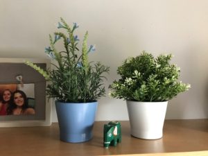 Two plants on my shelf, the one on the left in a blue pot with baby blue flowers, the one on the right in a white pot. A miniature wooden dark green elephant sits inbetween them with a framed photo of tow people in the background on the left-hand side of the photo.