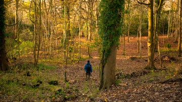 Person in forest during autumn. They are surrounded by golden leaves and trees.
