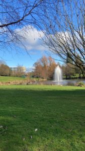 A green grass field with a lake and a fountain in the middle.