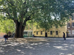 A cobble-stoned courtyard with a big tree in the middle, surrounded by shops.