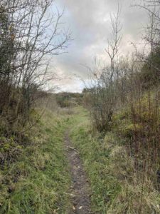 pathway amongst greens and twigs.