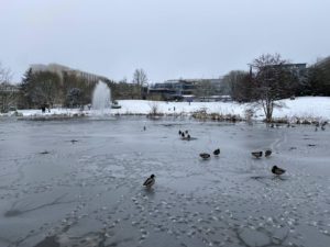 A frozen lake with snow on the sides, and ducks walking on the ice.