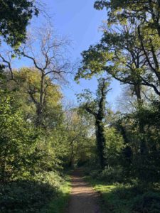 Leafy-trees with a blue sky.