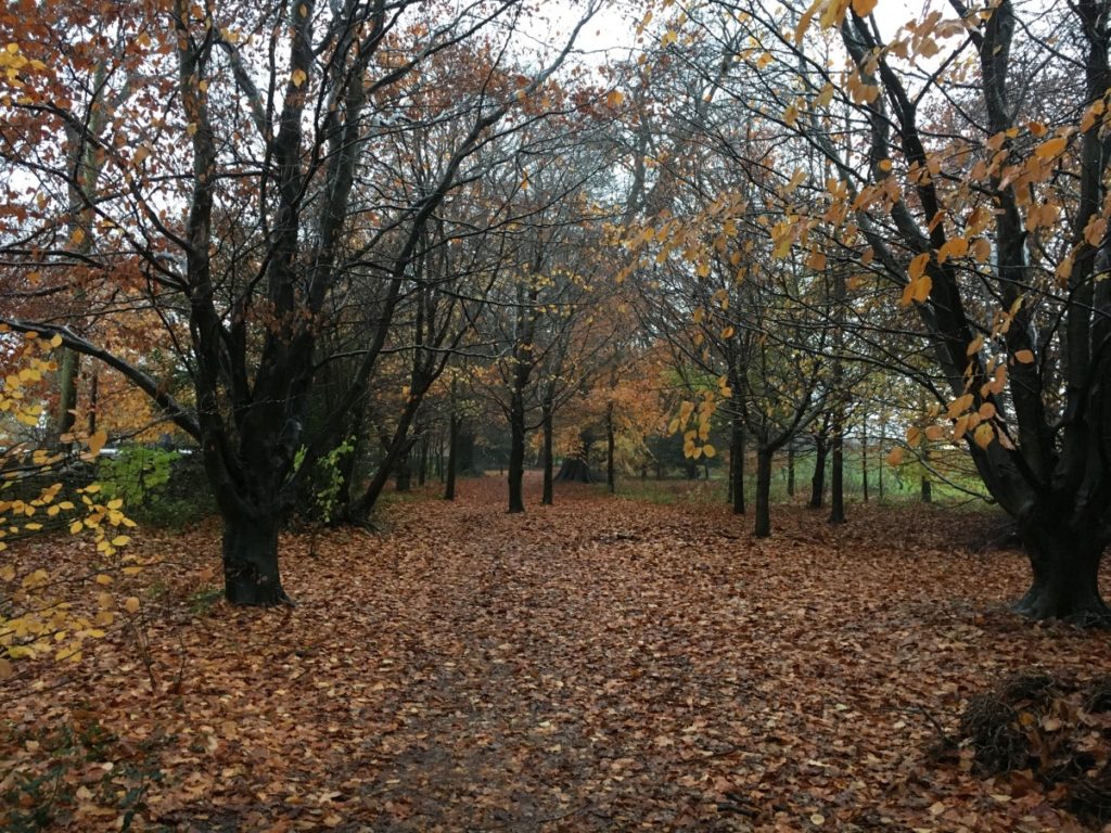 The woodland walk on campus with trees in the background and fallen leaves in the foreground