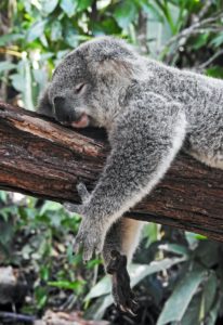 A grey, sleeping sloth in a brown tree surrounded by green tree foliage