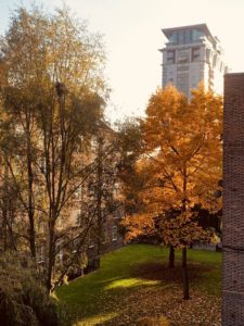 Trees in an outdoor area behind a flat during Autumn