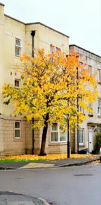 A yellow tree on campus