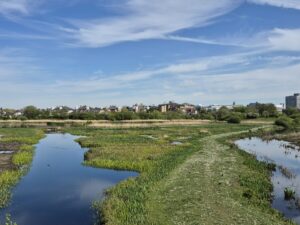 Marshland-like fields of the WWT London Wetland Centre.