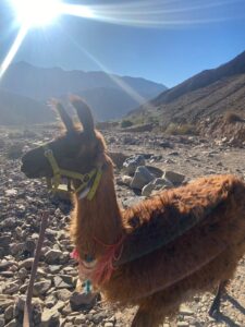 A brown llama in a a desert plain